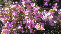 Acmadenia maculata