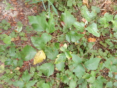 Toxicodendron radicans negundo