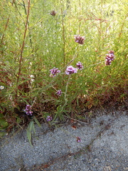 Verbena bonariensis