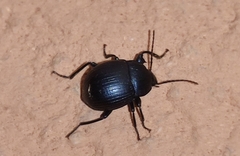 Accanthopus velikensis