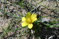 Moraea fugacissima