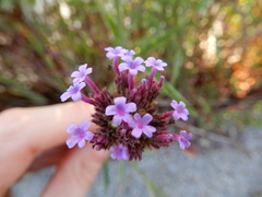 Verbena bonariensis