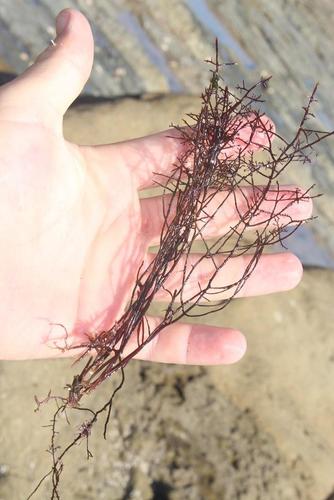 Abbotts Jellyweed (Gelidium abbottiorum)