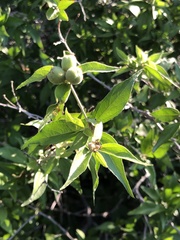 Croton sonorae