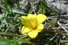 Moraea fugacissima