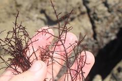 Gelidium abbottiorum