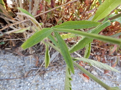 Verbena bonariensis