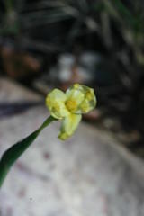 Moraea thomasiae