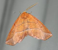 Drepanogynis rufaria