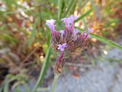 Verbena bonariensis