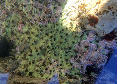 Dodecaceria fewkesi
