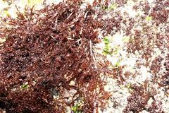 Gelidium pristoides