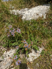 Aster amellus bessarabicus
