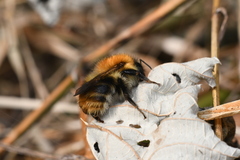 Bombus pascuorum