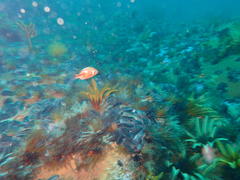 Chrysoblephus laticeps