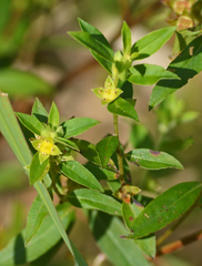 Ludwigia sphaerocarpa