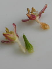 Passerina falcifolia