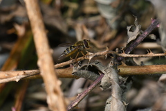 Syrphus