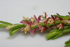 Passerina falcifolia