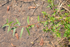 Ludwigia sphaerocarpa