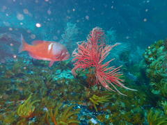 Chrysoblephus laticeps