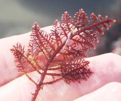 Gelidium pteridifolium