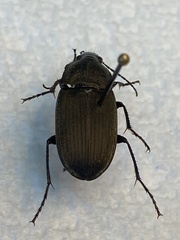 Chlaenius tomentosus