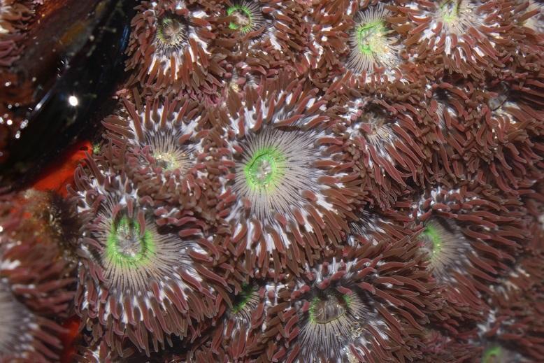 Colonial Anemone