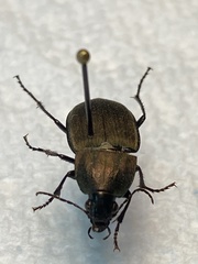 Chlaenius tomentosus