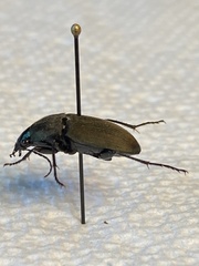 Chlaenius tomentosus