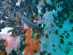 Pachymetopon blochii