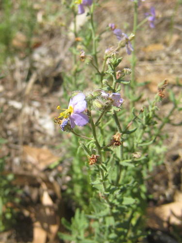 Chaenostoma caeruleum (Chaenostoma caeruleum)