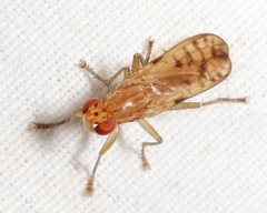 Tetanocera clara