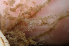 Eubranchus olivaceus