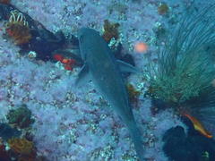 Pachymetopon blochii