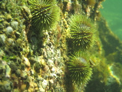 Lytechinus semituberculatus