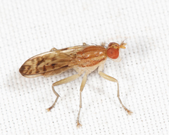 Tetanocera clara
