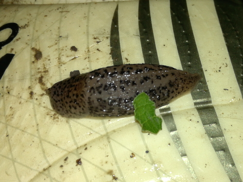 Veliki balavac (Limax maximus)