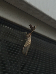 Dicromantispa interrupta