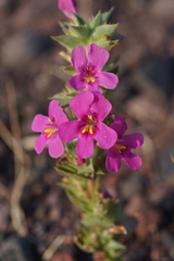 Diplacus cusickioides