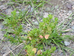 Polygonum achoreum