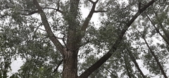 Populus deltoides