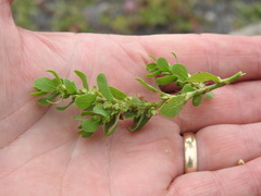 Polygonum achoreum