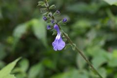 Salvia polystachia