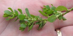 Polygonum achoreum