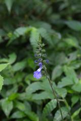 Salvia polystachia