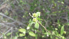 Lantana canescens