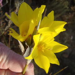 Bobartia macrospatha macrospatha