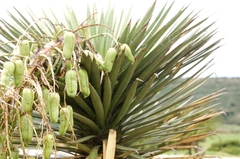 Yucca decipiens