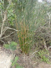 Thamnochortus erectus